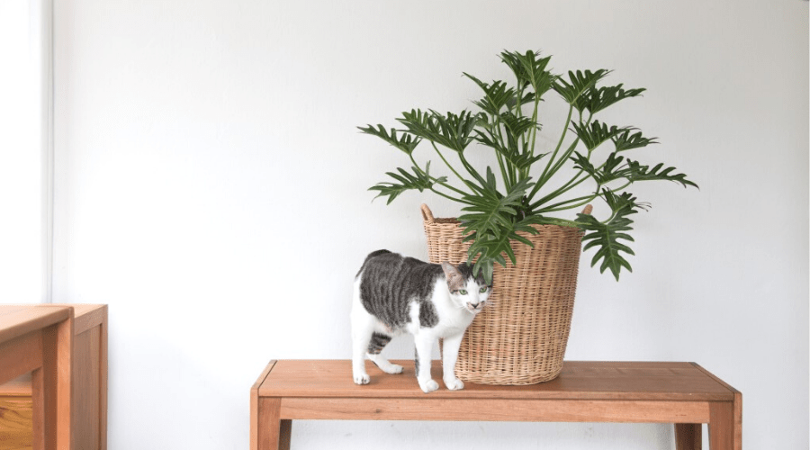 cat on table with large potted philodendron xanadu in woven basket planter