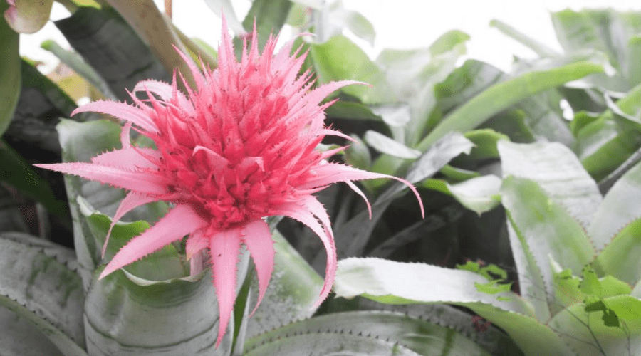 Bromeliad Aechmea Pink indoors blooming in bright indirect light