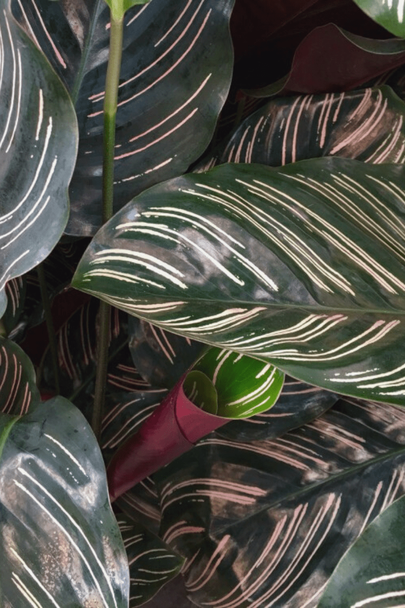 calathea pinstripe plant foliage closeup