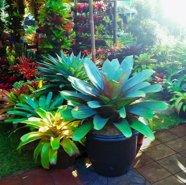 indoor potted bromeliads in many shapes and sizes and colors