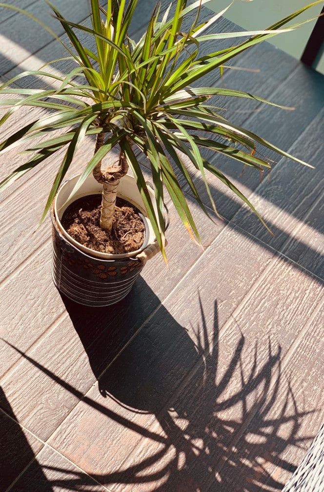 healthy dracaena indoors in bright sunlight with shadow