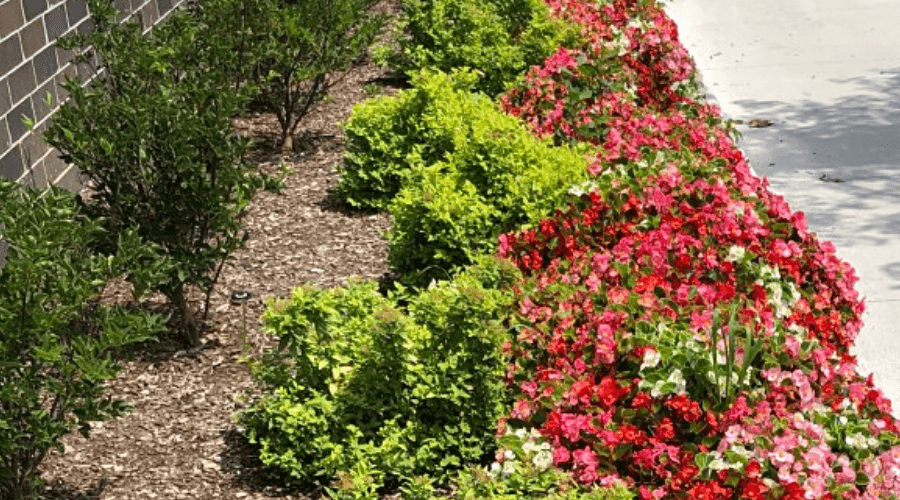 shrub begonias outdoors in flower beds alongside walkway