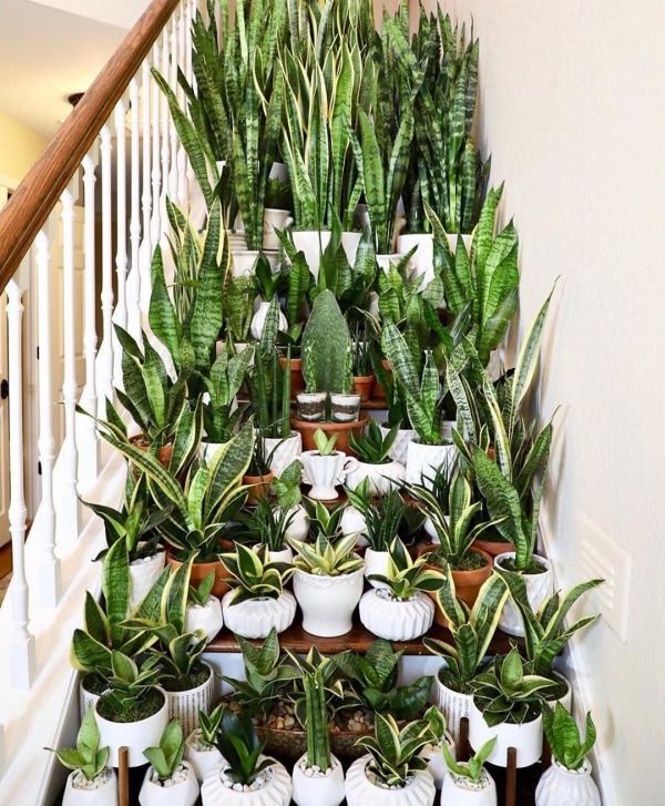 snake plants in many varieties in white planters on a staircase indoors
