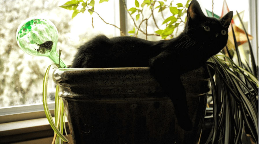 spider plant sunburn cat in pot in window