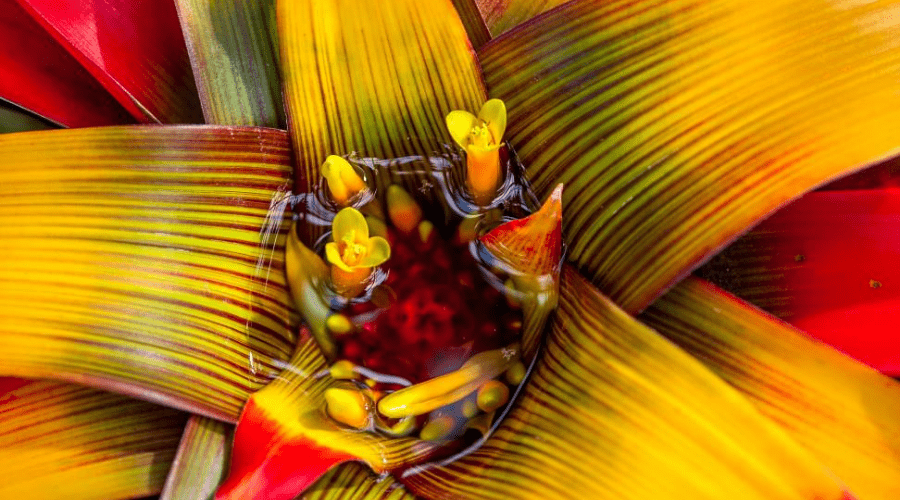 blooming tank bromeliad with water in center of open yellow and red bloom