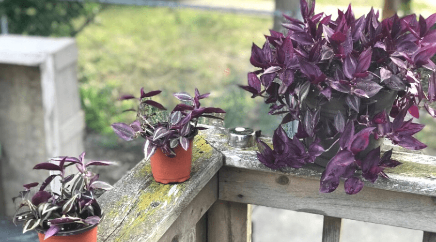 purple queen tradescantia house plants in pots
