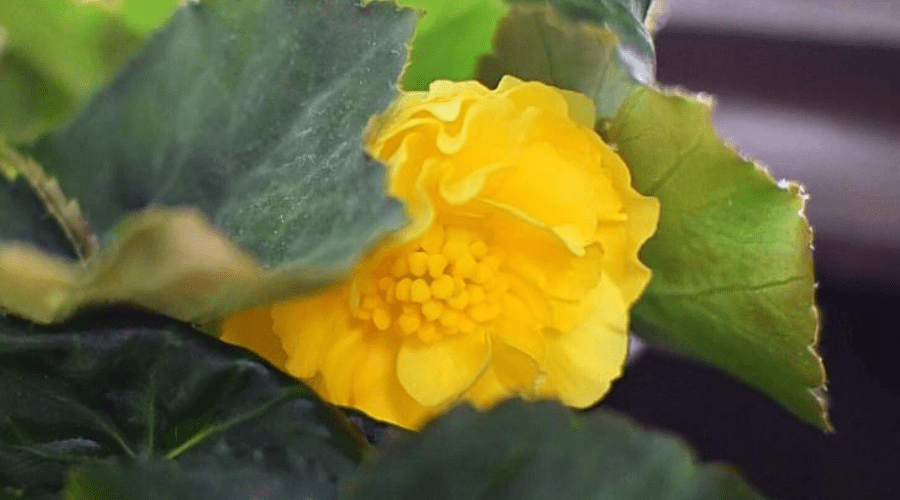tuberous begonia with yellow bloom closeup indoor potted flowering plant