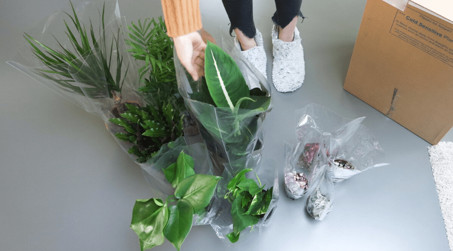 flat lay of houseplant unboxing on gray floor in slippers