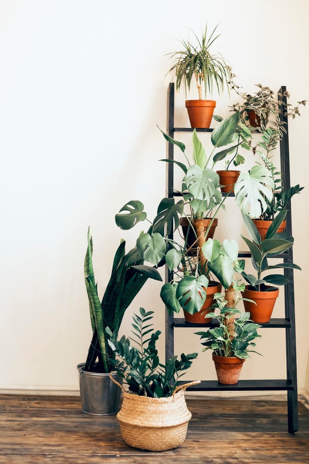 various houseplants on a ladder shelf indoors