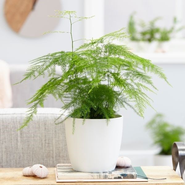 Asparagus Fern Guide How to Care for an Asparagus Aethiopicus