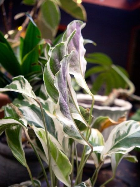 white fusion calathea indoors variegated cultivar