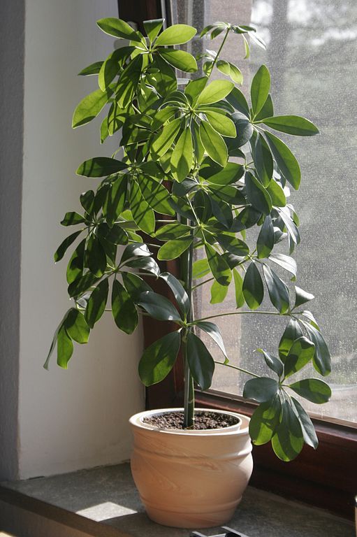 indoor schefflera actinaphylla in planter