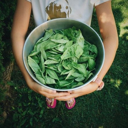 basil harvest with child holding bowl of herbs
