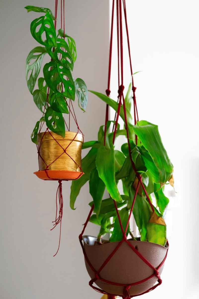 macrame pplant hangers made of red rope holding philodendron and dracaena