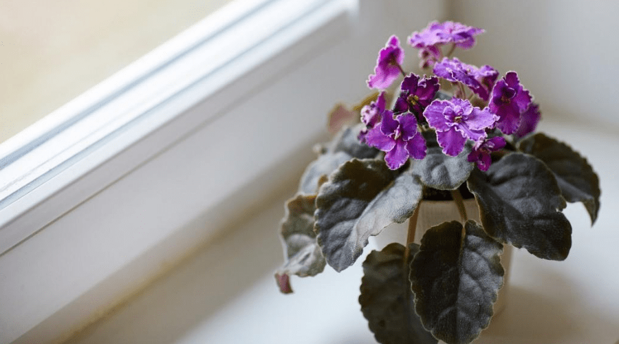blooming african violet in window