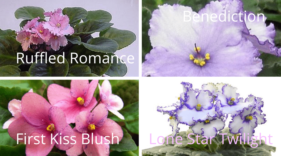 ruffled romance benediction first fiss blush and lonestar twilight african violets