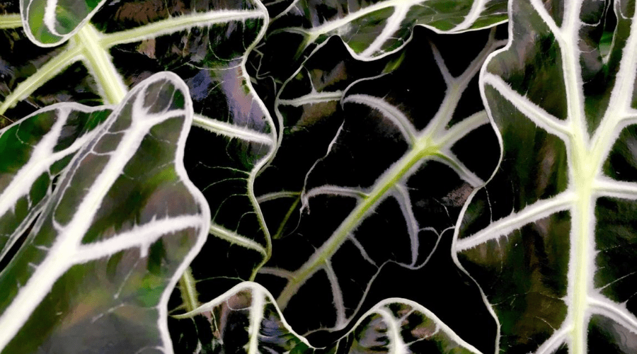 alocasia black shield closeup of dense foliage