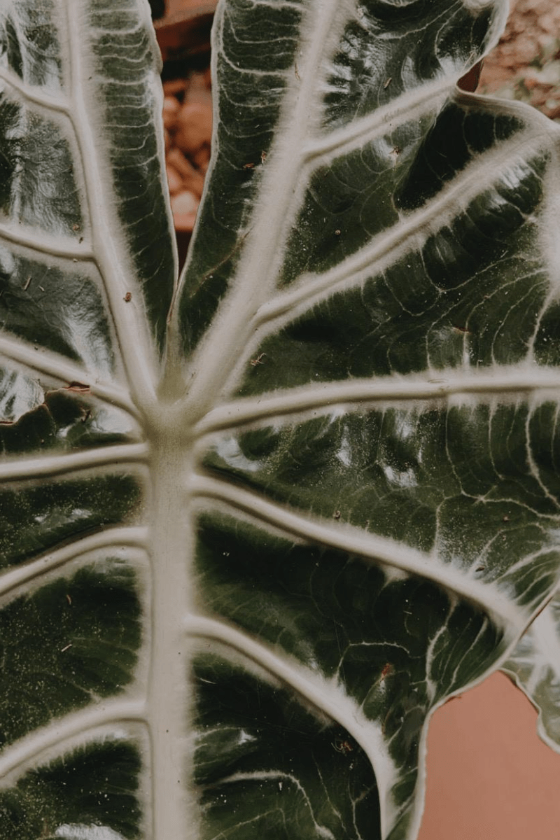 ALOCASIA POLLY HOUSEPLANT CLOSEUP OF FOLIAGE VEINING AND SILVER STRIATION