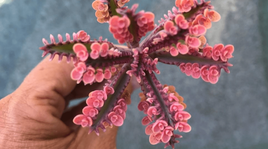 alligator kalanchoe variety in bloom in hand outdoors