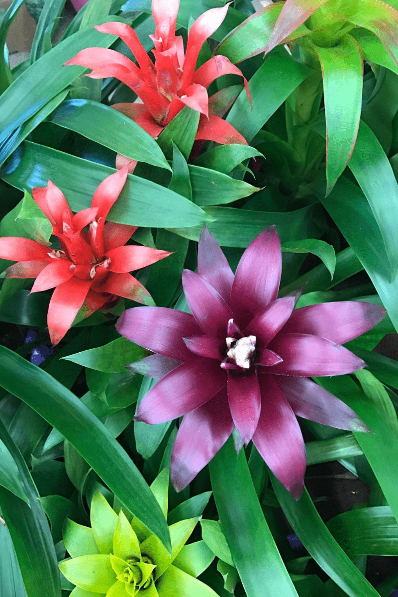 bromeliads are tropical flowering plants that make stunning indoor plants