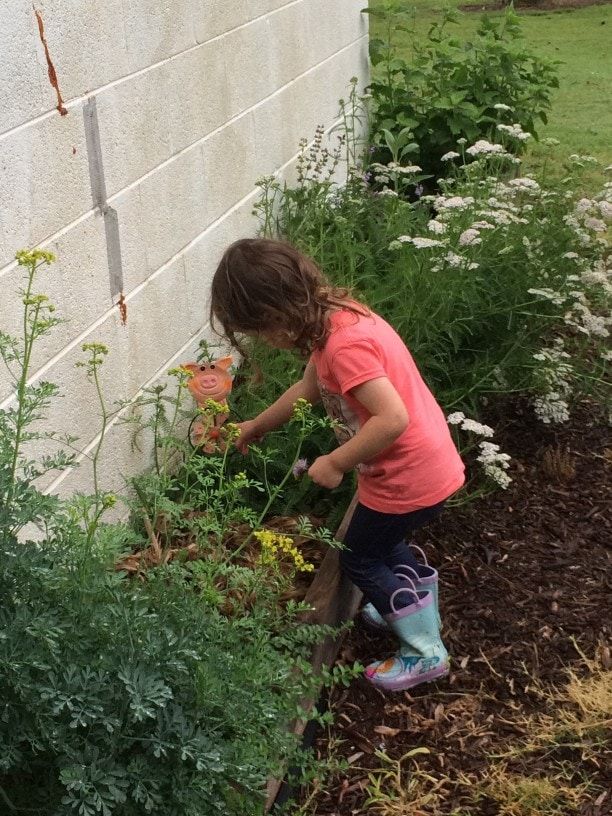 backyard herb garden with girl picking chive blossoms