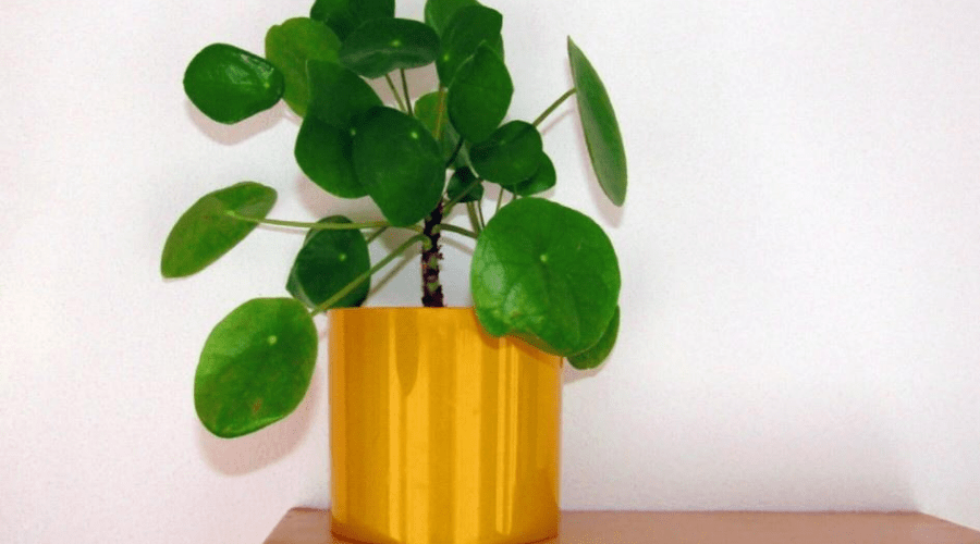 chinese money plant pilea peperomioides in gold planter indoors