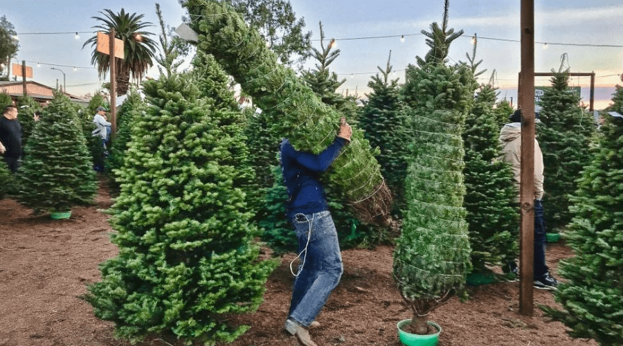 christmas tree shopping at a lot where a man is placing a tied tree into a stand