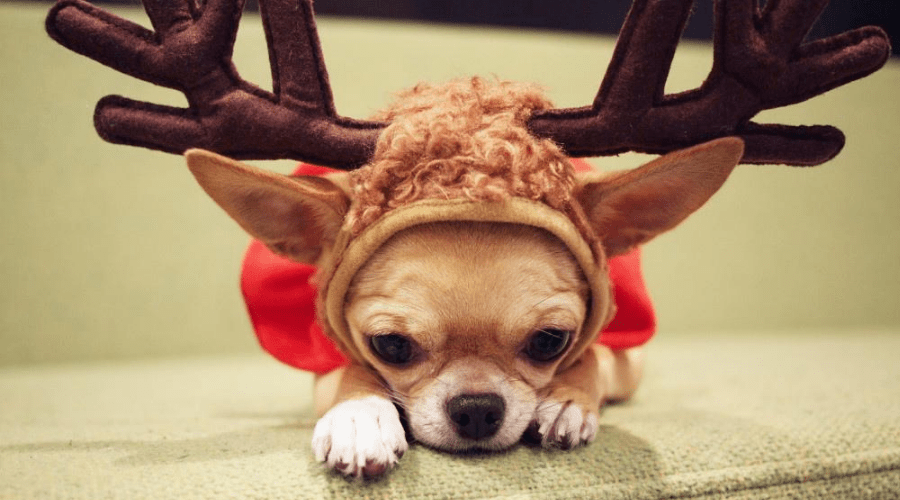 cute christmas quotes adorable chihuahua