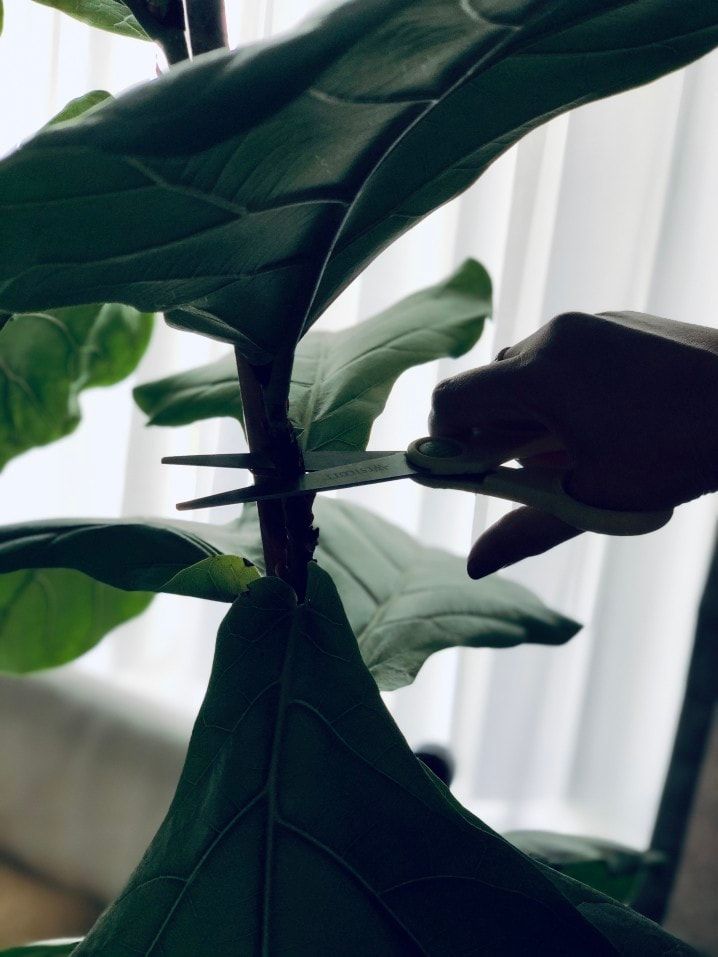 pruning and propagating a fiddle leaf fig tree with cuttings