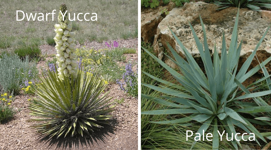 Yucca Guide: How to Care for a Yucca Plant Indoors or Outside