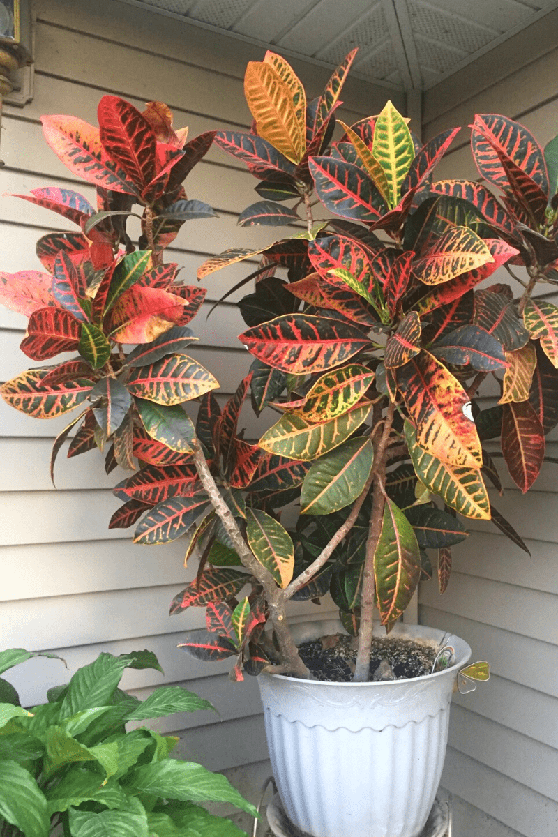 Croton Guide How to Care For a Croton Plant