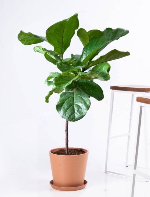 Fiddle Leaf Fig Guide: How to Care for a Ficus Lyrata Tree