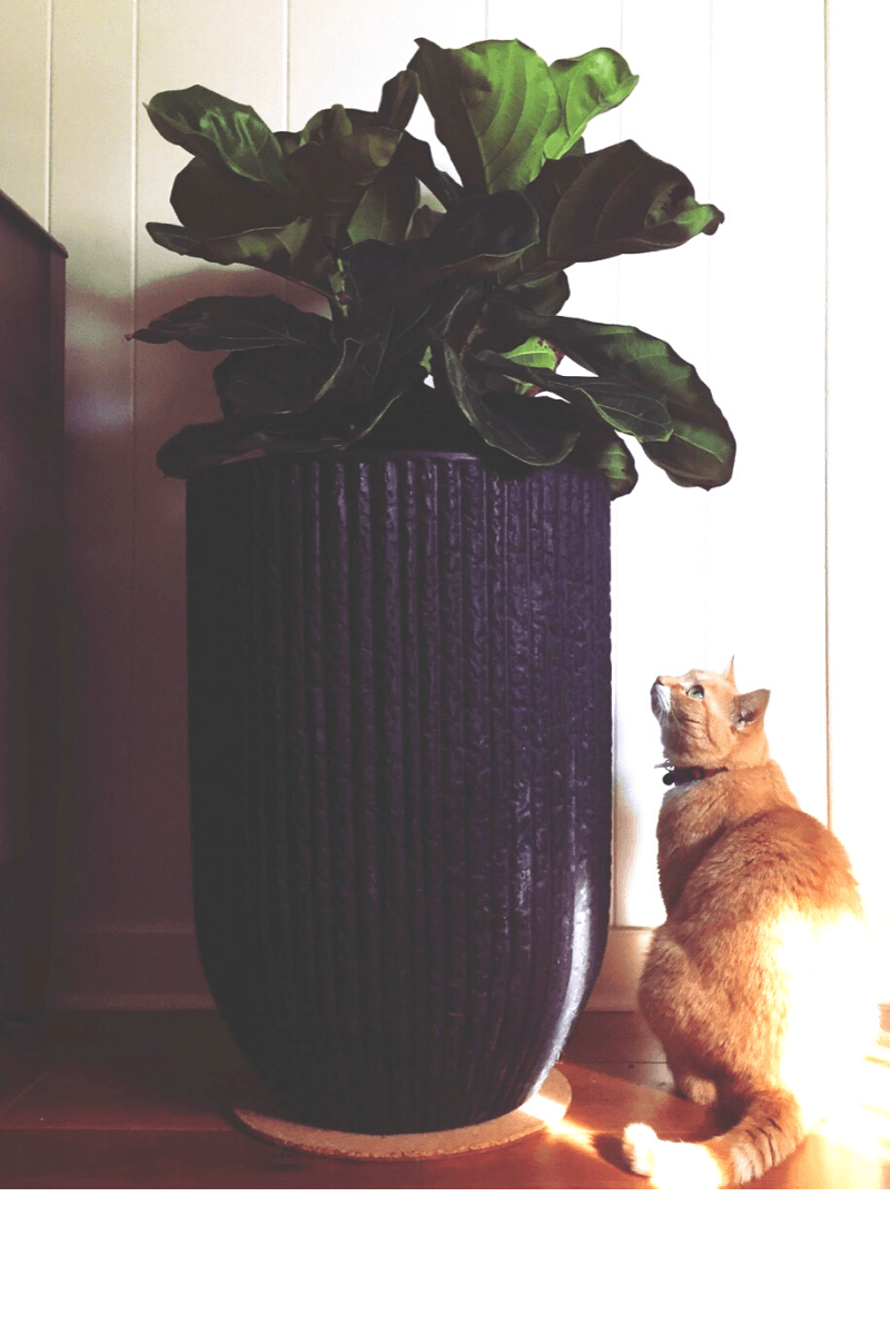 indoor ficus lyrata on pedestal stand and cat
