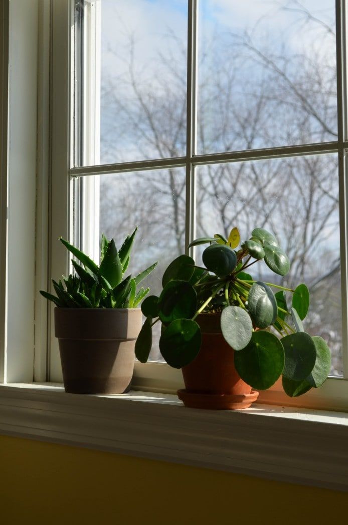 chinese money plant peperomioides in window in planter with aloe