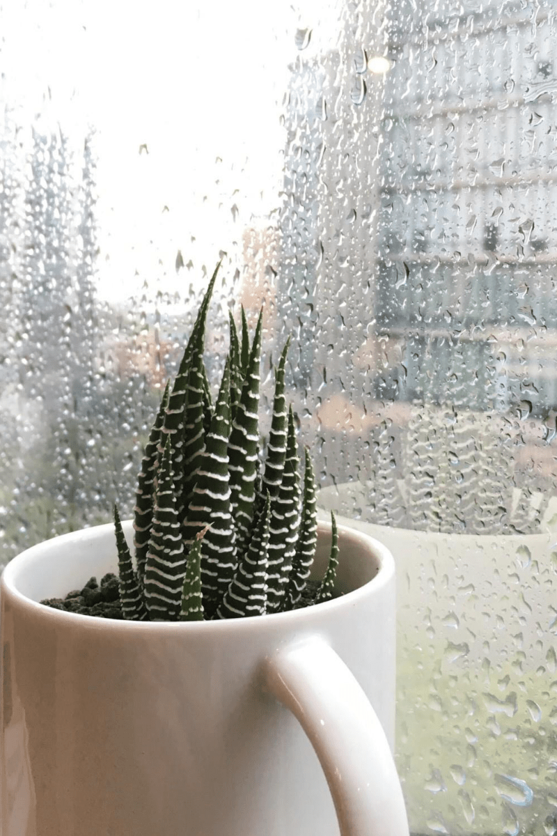 succulent in mug growing in a window in a city apartment