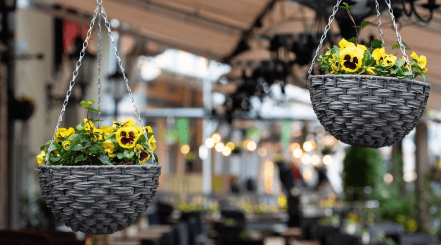 pansies in woven hanging baskets