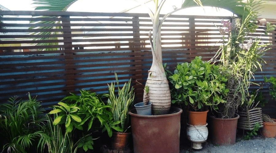  indoor plants on patio for warm weather months