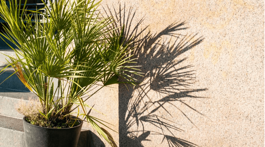 Kentia Palm Guide How to Care for a Howea Forsteriana Tree