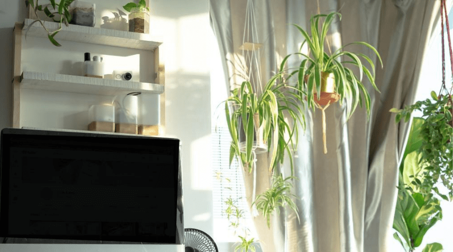 bright living room with hanging plants