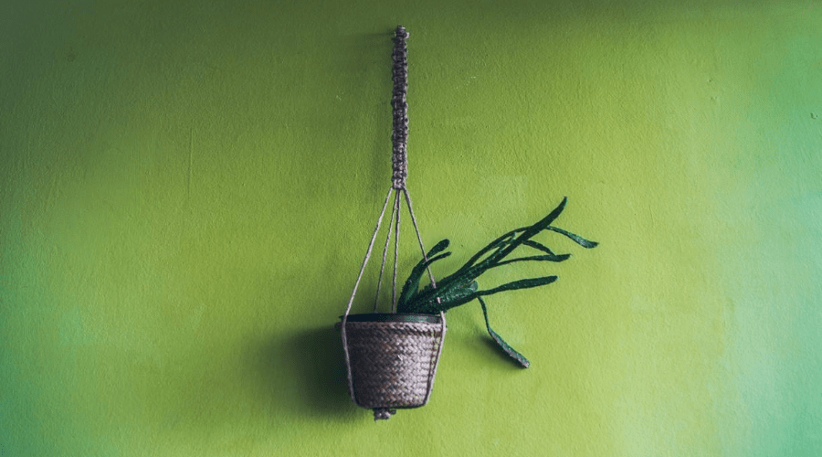 DIY macrame plant hanger with christmas cactus on green wall