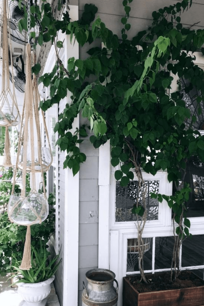 macrame plant hanger with air plants outdoors