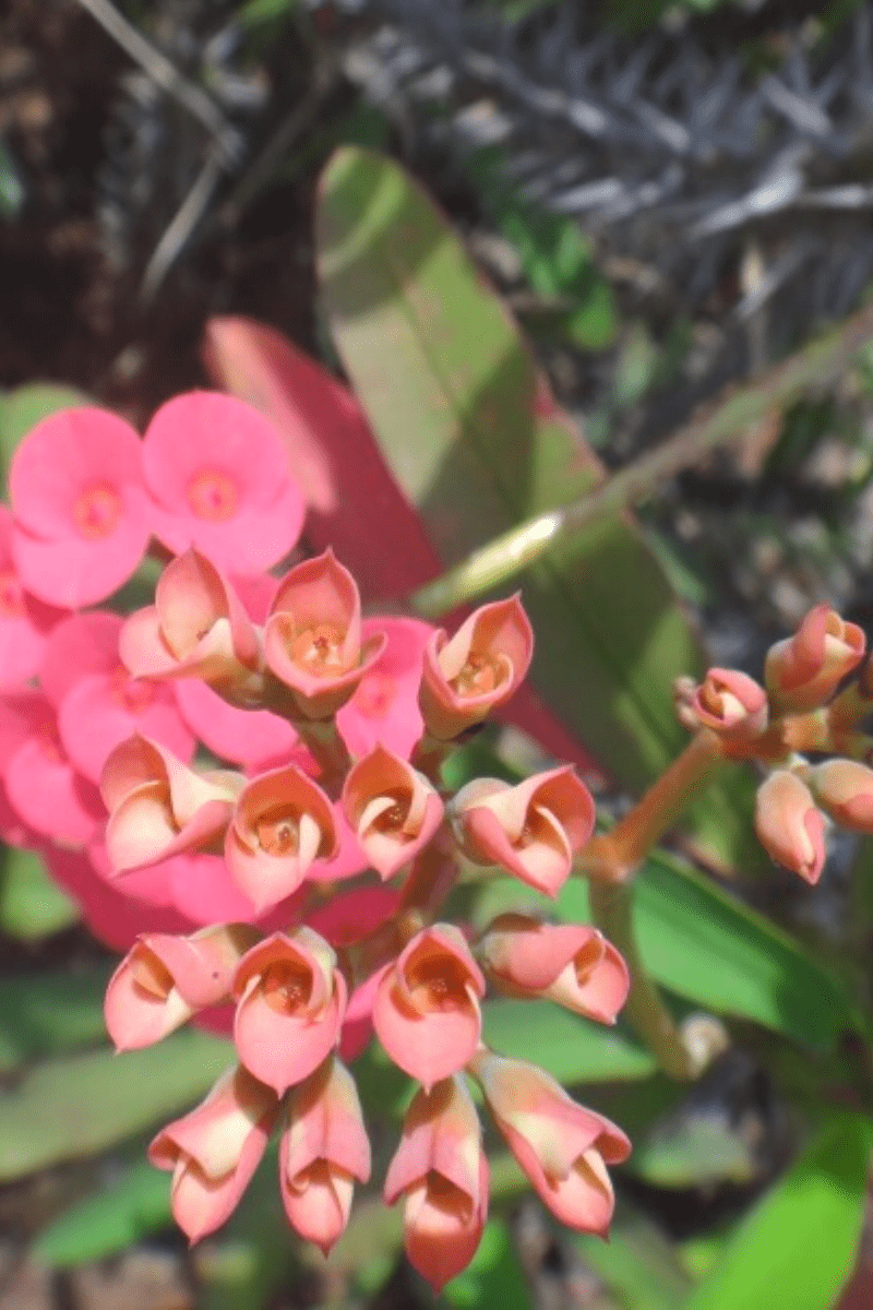 outdoor crown of thorns ephorbia millia in bloom with pink flowers