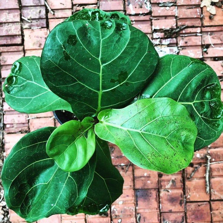 ficus lyrata fiddle leaf fig with spots indicating overwatering