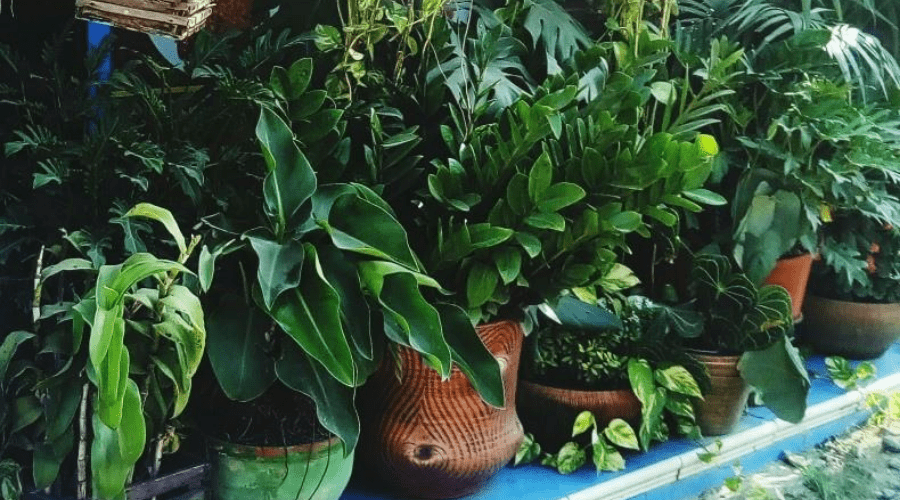 houseplants that have been moved outdoors for spring and summer