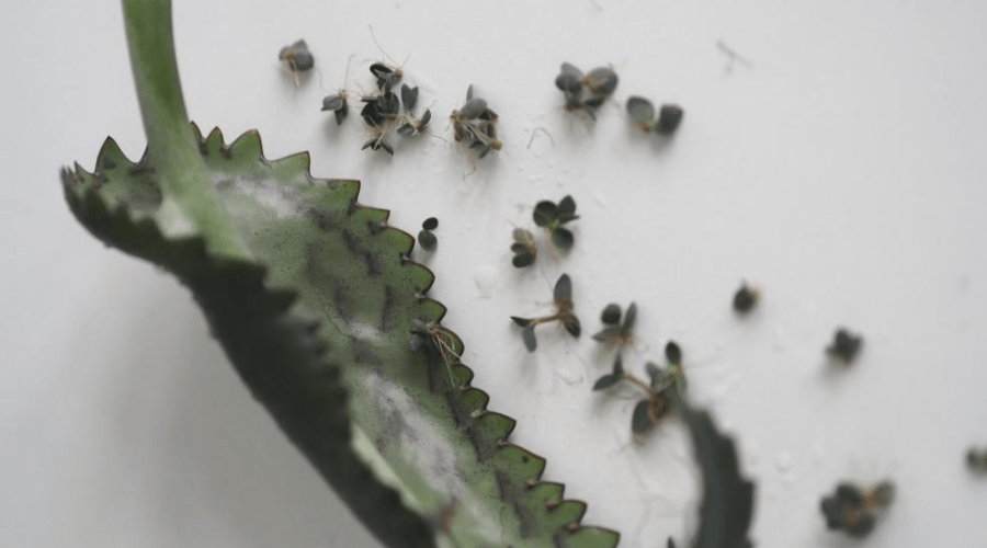 scions or plantlets of kalanchoe leave on white surface closeup