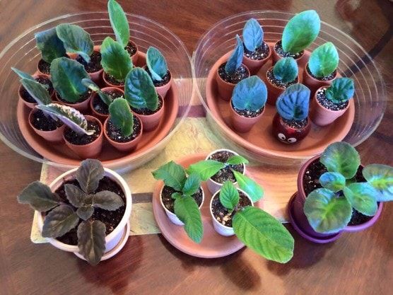 african violet propagation cuttings in bowls of soil