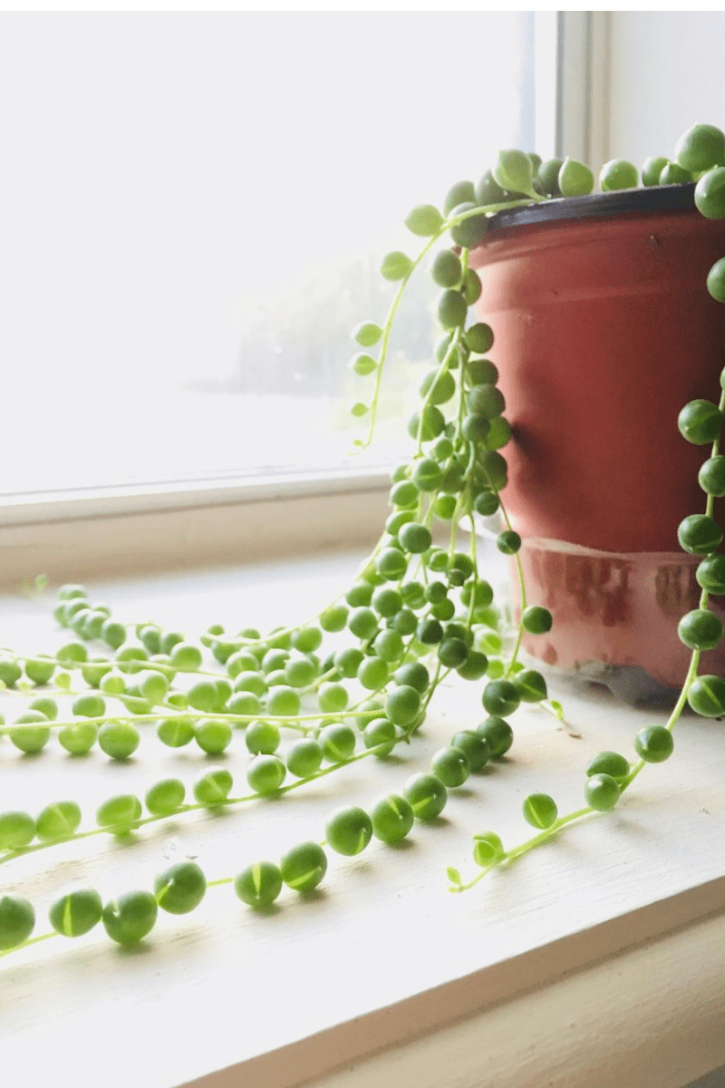 String of Pearls Guide: How to Care for a Curio Rowleyanus Succulent