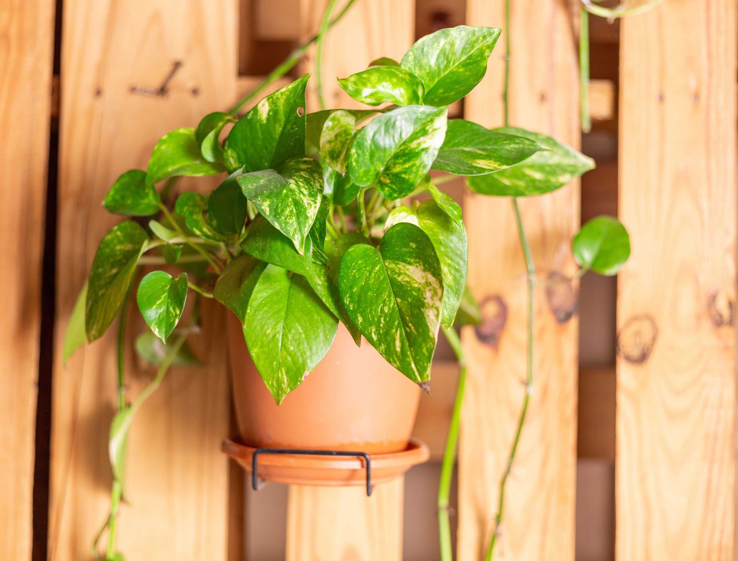 pothos plant with wood background