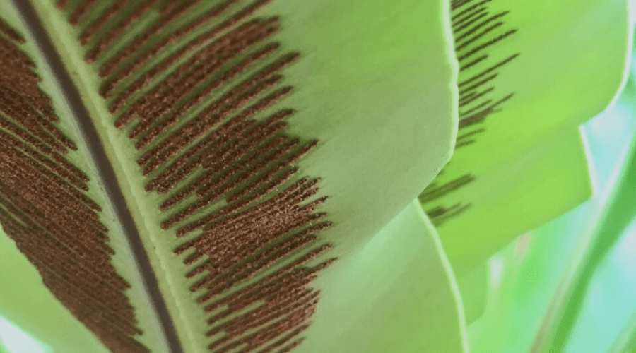 Bird’s Nest Fern Guide How to Care for an Asplenium Nidus Plant Indoors