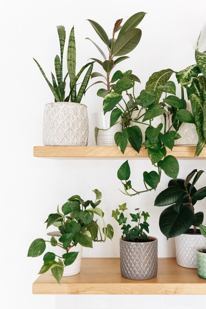 Stylish green houseplants on wooden shelves. Modern room decor urban jungle.